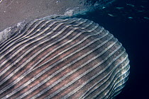 Throat pleats of a Bryde's whale (Balaenoptera brydei / edeni) expanding as it engulfs part of a school of Sardines, off Baja California, Mexico (Eastern Pacific Ocean)