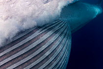 Bryde's whale (Balaenoptera brydei / edeni) with throat pleats expanded after engulfing part of a school of Sardines, off Baja California, Mexico (Eastern Pacific Ocean)