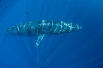 Bryde's whale (Balaenoptera brydei / edeni) swimming over a bait ball of Sardines, three ridges on forehead that distinguish the Bryde's whale from other mysticetes are prominently visible. Off Baja C...