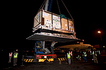 Northern white rhinoceros (Ceratotherium simum cottoni) in crate being offloaded in Kenya after flight from Prague to Nairobi, December 2009. Subspecies extinct in the wild, only eight left in captivi...