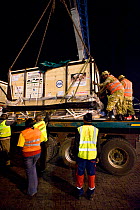 Northern white rhinoceros (Ceratotherium simum cottoni) in crate being offloaded in Kenya after flight from Prague to Nairobi, December 2009. Subspecies extinct in the wild, only eight left in captivi...