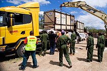 Northern white rhinoceroses (Ceratotherium simum cottoni) arriving in crates at Ol Pejeta Conservancy, Kenya, December 2009, Extinct in the wild, only eight left in captivity, critically endangered, P...