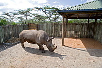 Northern white rhinoceros (Ceratotherium simum cottoni) initial release into small enclosure at Ol Pejeta Conservancy, Kenya, December 2009, Extinct in the wild, only eight left in captivity, critical...