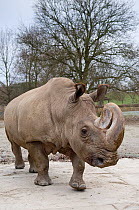 Northern white rhinoceros (Ceratotherium simum cottoni) in enclosure at Dvur Kralove Zoo, Czech Republic, the day before departure, December 2009, Extinct in the wild, only eight left in captivity, cr...