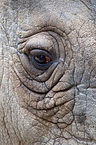 Northern white rhinoceros (Ceratotherium simum cottoni) close up of eye, in enclosure at Dvur Kralove Zoo, Czech Republic, the day before departure, December 2009, Extinct in the wild, only eight left...