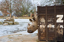 Northern white rhinoceros (Ceratotherium simum cottoni) getting used to the transport crate in Dvur Kralove Zoo, Czech Republic, December 2009, Extinct in the wild, only eight left in captivity, criti...