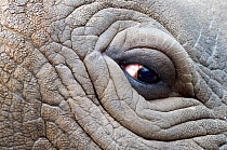 Northern white rhinoceros (Ceratotherium simum cottoni) close-up of eye, Dvur Kralove Zoo, Czech Republic, December 2009, Extinct in the wild, only eight left in captivity, critically endangered, Part...