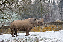 Northern white rhinoceros (Ceratotherium simum cottoni) in enclosure at Dvur Kralove Zoo, Czech Republic, the day before departure, December 2009, Extinct in the wild, only eight left in captivity, cr...