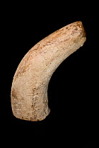 Horn of a Northern white rhinoceros (Ceratotherium simum cottoni)