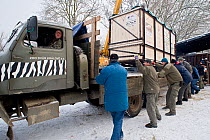 Northern white rhinoceros (Ceratotherium simum cottoni) in transport crate at Dvur Kralove Zoo, Czech Republic, ready to drive to Prague airport for flight to Nairobi, December 2009, Extinct in the wi...