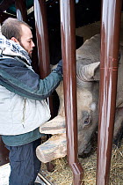 Zoo keeper saying farewell to Northern white rhinoceros (Ceratotherium simum cottoni) in transport crate at Dvur Kralove Zoo, Czech Republic, ready for departure to Kenya, December 2009, Extinct in th...