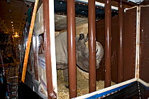 Northern white rhinoceros (Ceratotherium simum cottoni) in transport crate in cargo hold of Boeing 747 aeroplane  between Prague and Nairobi, December 2009, Extinct in the wild, only eight left in cap...