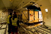 Northern white rhinoceros (Ceratotherium simum cottoni) in transport crate being offloaded Boeing 747 aeroplane at Nairobi Airport,  December 2009, Extinct in the wild, only eight left in captivity, c...