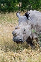 Northern white rhinoceros (Ceratotherium simum cottoni) rehabilitated back in the wild at Ol Pejeta Conservancy, Kenya, June 2010, Extinct in the wild, only eight left in captivity, critically endange...