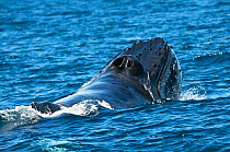 Humpback whale (Megaptera novaeangliae) Lunging male fighting over a female, Sea of Cortez, Baja California, Mexico