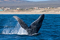 Humpback whale (Megaptera novaeangliae) breaching, leaping out of the water, Sea of Cortez, Baja California, Mexico