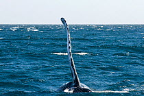 Humpback whale (Megaptera novaeangliae) raising flipper / pectoral fin into the air, Sea of Cortez, Baja California, Mexico