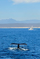 Humpback whale (Megaptera novaeangliae) fluking - lifting the tail in the air before a dive, boat and coast in background, Sea of Cortez, Baja California, Mexico