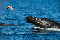 Humpback whale (Megaptera novaeangliae) lunging male fighting over a female, gull flying past, Sea of Cortez, Baja California, Mexico