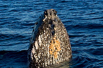 Humpback whale (Megaptera novaeangliae) raising head above surface, showing throat grooves and barnacles, Sea of Cortez, Baja California, Mexico