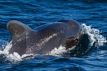 Short-finned pilot whale (Globicephala macrorhynchus) at surface, Sea of Cortez, Baja California, Mexico