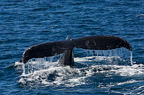 Humpback whale (Megaptera novaeangliae) fluking - lifting the tail in the air before a dive - showing killer whale rake marks on tail fins after an attack, Sea of Cortez, Baja California, Mexico