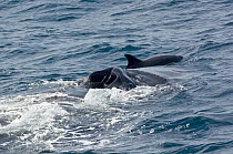 Humpback whale (Megaptera novaeangliae) swimming beside Bottlenose dolphin (Tursiops truncatus) Sea of Cortez, Baja California, Mexico