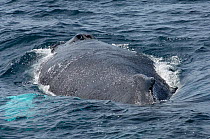 Humpback whale (Megaptera novaeangliae) surfacing, view along back to blowhole, Sea of Cortez, Baja California, Mexico