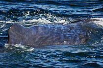 Sperm whale (Physeter macrocephalus) showing distinctive wrinkled skin, Sea of Cortez, Baja California, Mexico, Endangered