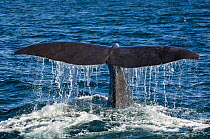 Sperm whale (Physeter macrocephalus) fluking, Sea of Cortez, Baja California, Mexico, Endangered