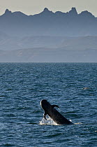 Short-finned pilot whale (Globicephala macrorhynchus) breaching, Sea of Cortez, Baja California, Mexico