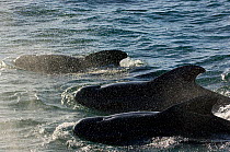Pod of Short-finned pilot whales (Globicephala macrorhynchus) Sea of Cortez, Baja California, Mexico