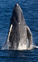 Humpback whale (Megaptera novaeangliae) breaching - leaping out of the water, Sea of Cortez, Baja California, Mexico