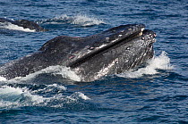 Humpback whale (Megaptera novaeangliae) at surface showing bloodied tubercles on head during courtship battle, Sea of Cortez, Baja California, Mexico