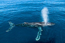 Humpback whale (Megaptera novaeangliae) at surface, spouting, Sea of Cortez, Baja California, Mexico