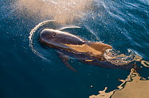 Short-finned pilot whale (Globicephala macrorhynchus) bow-riding in front of boat, Sea of Cortez, Baja California, Mexico