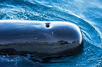 Short-finned pilot whale (Globicephala macrorhynchus) at surface, showing blowhole, Sea of Cortez, Baja California, Mexico