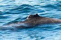 Short-finned pilot whale (Globicephala macrorhynchus) with fin missing, probably cut off by boat propeller, Sea of Cortez, Baja California, Mexico