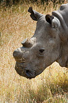 Northern white rhinoceros (Ceratotherium simum cottoni) with horn removed, rehabilitated back in the wild at Ol Pejeta Conservancy, Kenya, June 2010, Extinct in the wild, only eight left in captivity,...