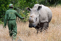 Game ranger checking on a Northern white rhinoceros (Ceratotherium simum cottoni) after initial release into the wild, Ol Pejeta Conservancy, Kenya, June 2010, Extinct in the wild, only eight left in...