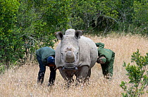 Game ranger and vet checking on a Northern white rhinoceros (Ceratotherium simum cottoni) after initial release into the wild, Ol Pejeta Conservancy, Kenya, June 2010, Extinct in the wild, only eight...