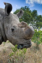 Northern white rhinoceros (Ceratotherium simum cottoni) with horn removed, after initial release into the wild, Ol Pejeta Conservancy, Kenya, June 2010, Extinct in the wild, only eight left in captivi...