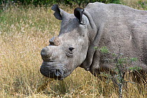 Northern white rhinoceros (Ceratotherium simum cottoni) after initial release into the wild, Ol Pejeta Conservancy, Kenya, June 2010, Extinct in the wild, only eight left in captivity, critically enda...