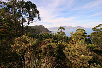 Wet forest from Mt Managana Rd, Bruny National Park, Tasmania, Australia, April 2010