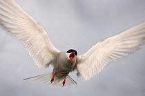 RF- Arctic tern (Sterna paradisaea) in flight, calling, Farne Islands, Northumberland, UK. June. (This image may be licensed either as rights managed or royalty free.)