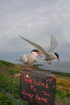 Arctic tern (Sterna paradisaea) perched on sign welcoming bird watchers to Inner Farne Is, Farne Islands, Northumberland, UK, June 2008