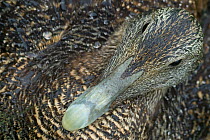 Common Eider duck (Somateria mollissima) close up of  female's head, Northumberland, UK, June