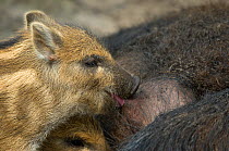 Wild boar (Sus scrofa) piglet suckling from mother's teat, the Netherlands, April