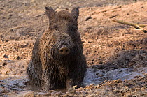 Wild boar (Sus scrofa) wallowing / bathing, the Netherlands, April