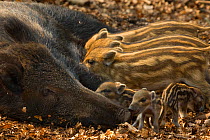 Wild boar (Sus scrofa) female with piglets from two different litters, the Netherlands, April